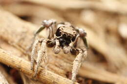 Image of Habronattus festus (Peckham & Peckham 1901)