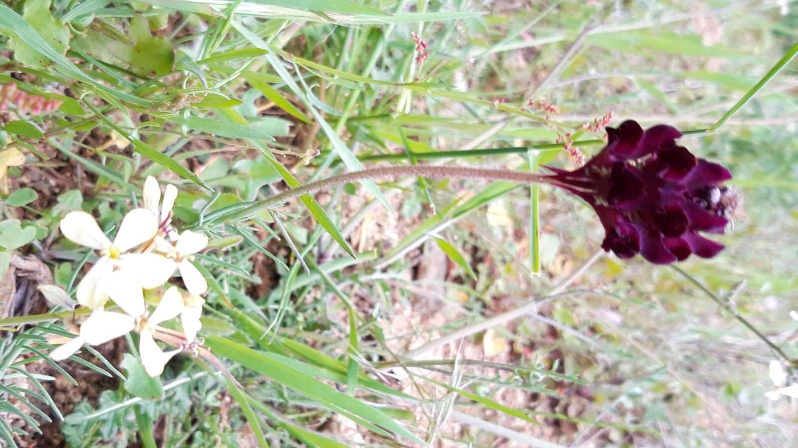 Image of roadside toadflax