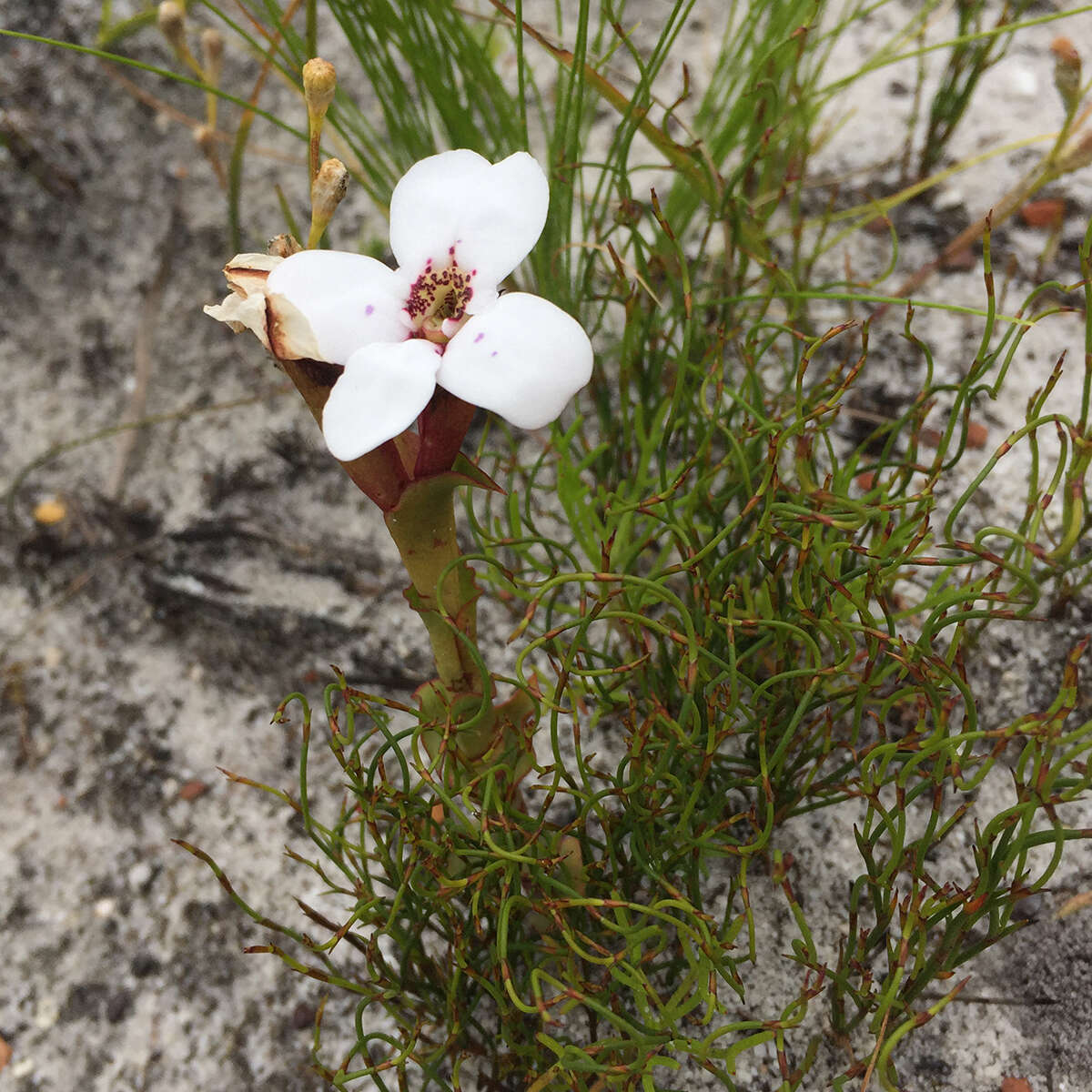 Image of Disa fasciata Lindl.