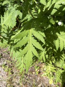 Image of Tanacetum macrophyllum (Waldst. & Kit.) Sch. Bip.