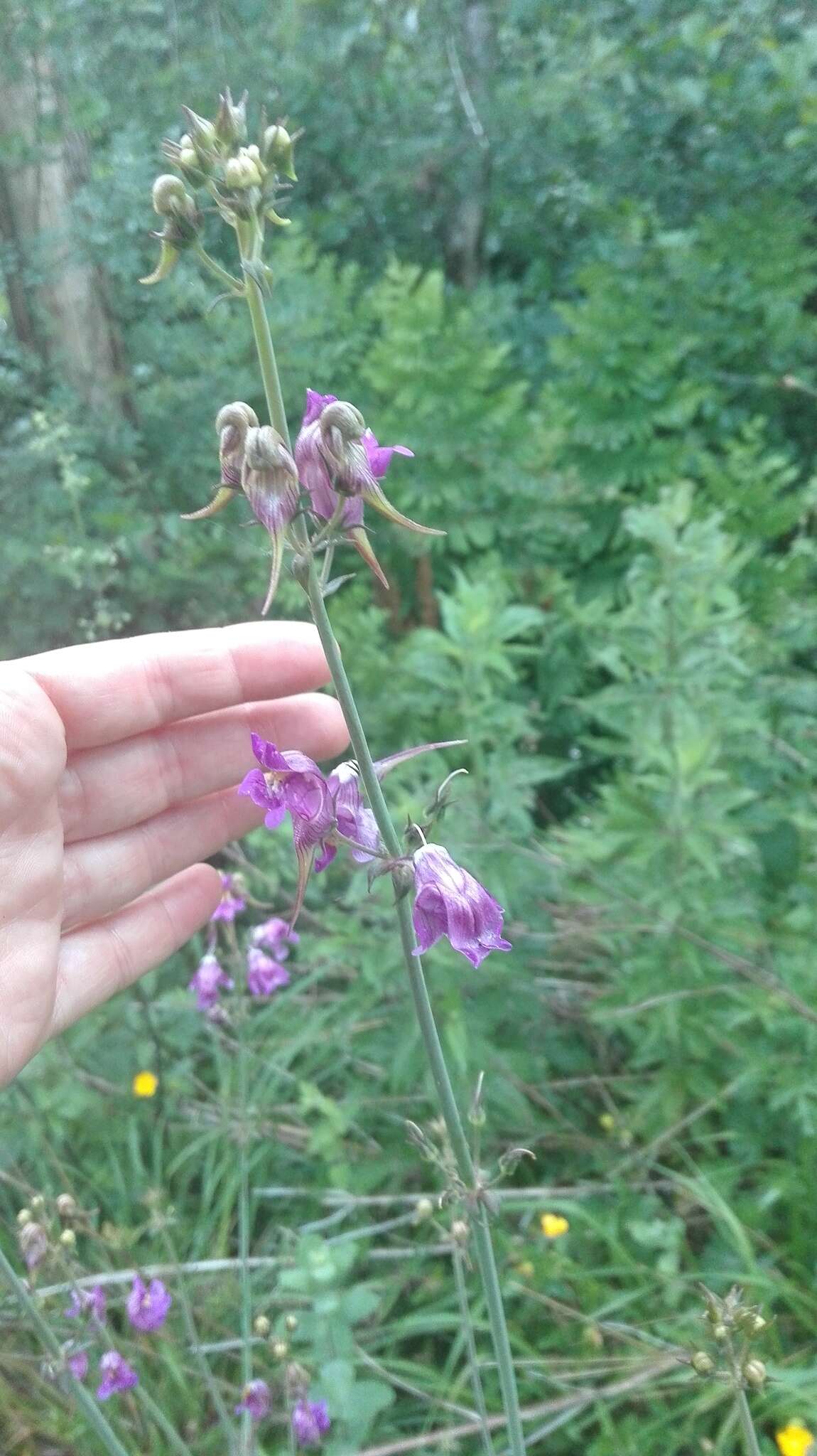 صورة Linaria triornithophora (L.) Willd.