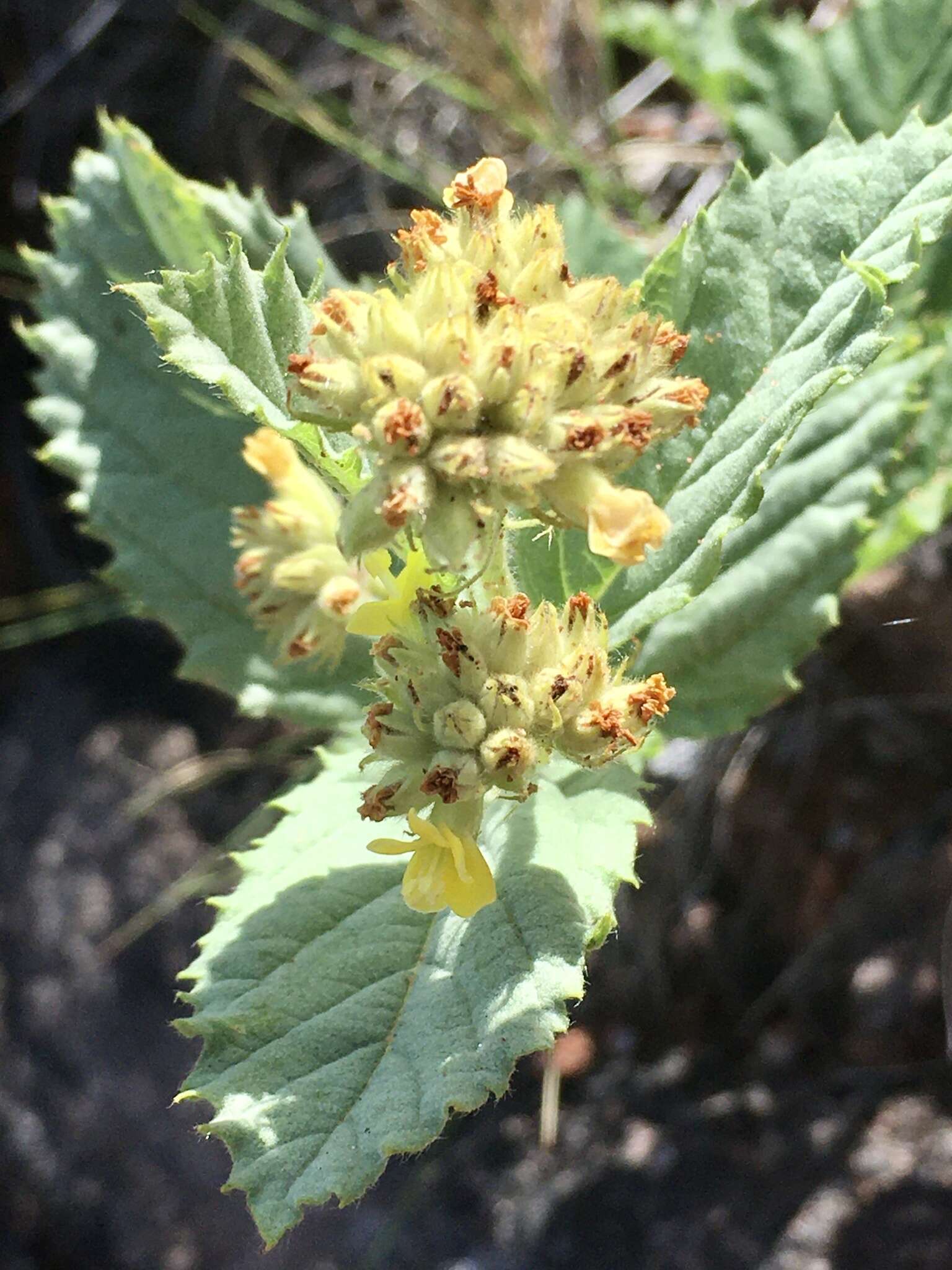 Image of Waltheria communis A. St.-Hil.