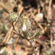 Image of Mt. Diablo bird's-beak