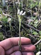 Antennaria parlinii subsp. fallax (Greene) R. J. Bayer & G. L. Stebbins resmi