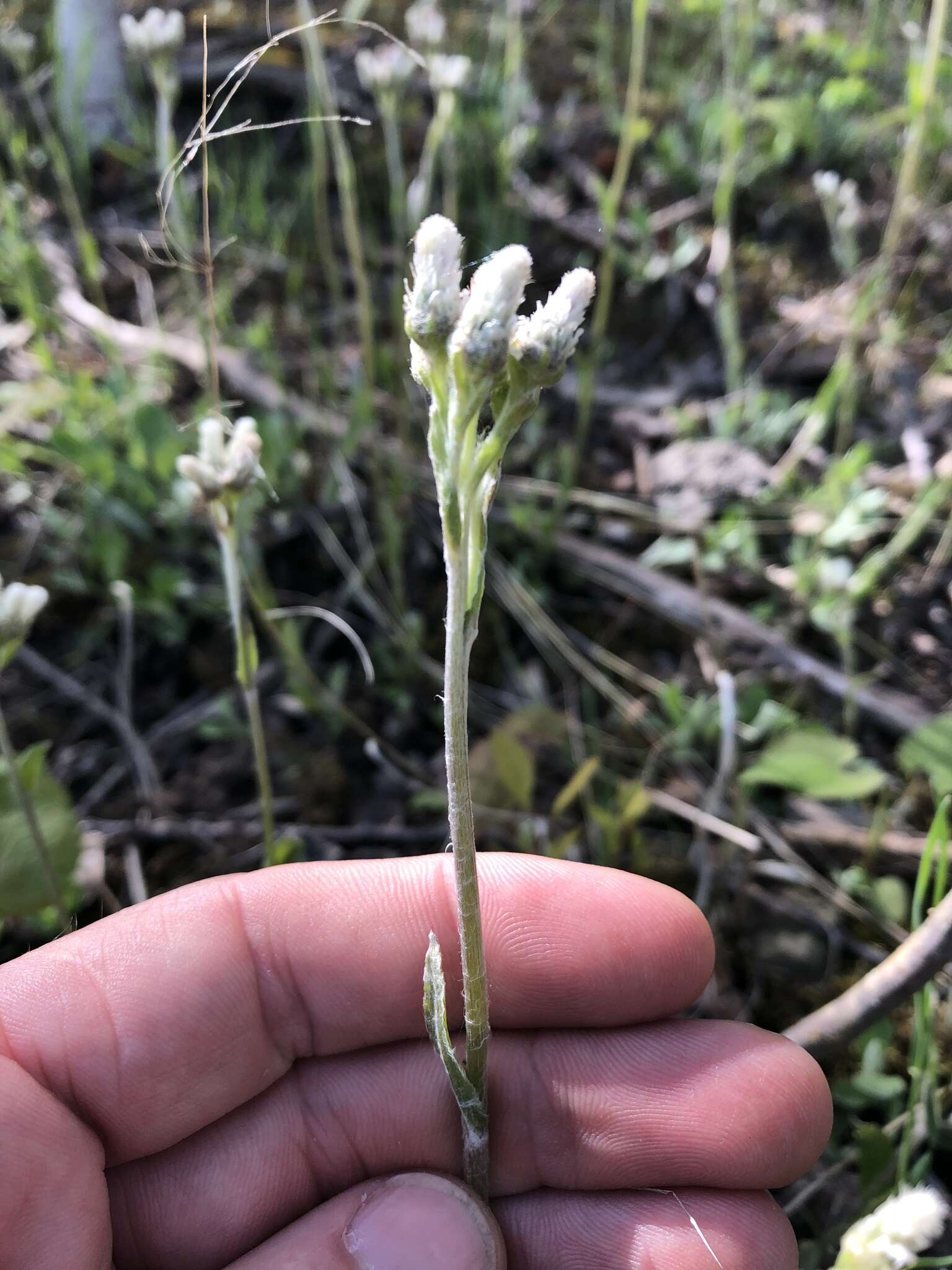 Antennaria parlinii subsp. fallax (Greene) R. J. Bayer & G. L. Stebbins resmi