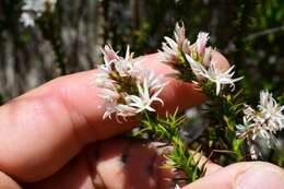 Image of Pink Swamp Heath