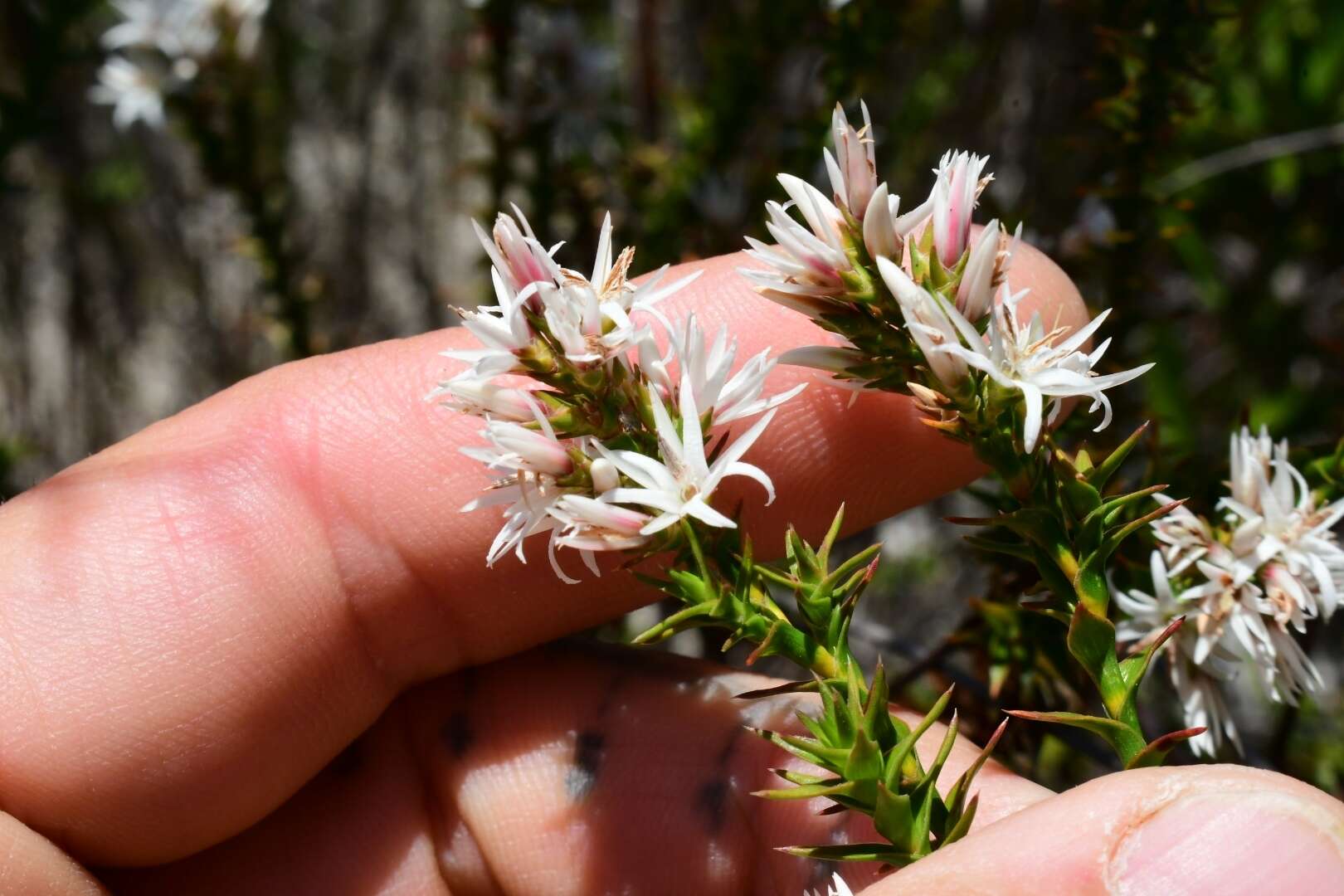 Image of Sprengelia incarnata Sm.