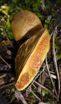 Sivun Boletus rawlingsii McNabb 1968 kuva