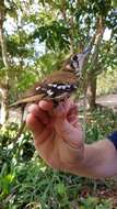 Image of Spotted Ground Thrush