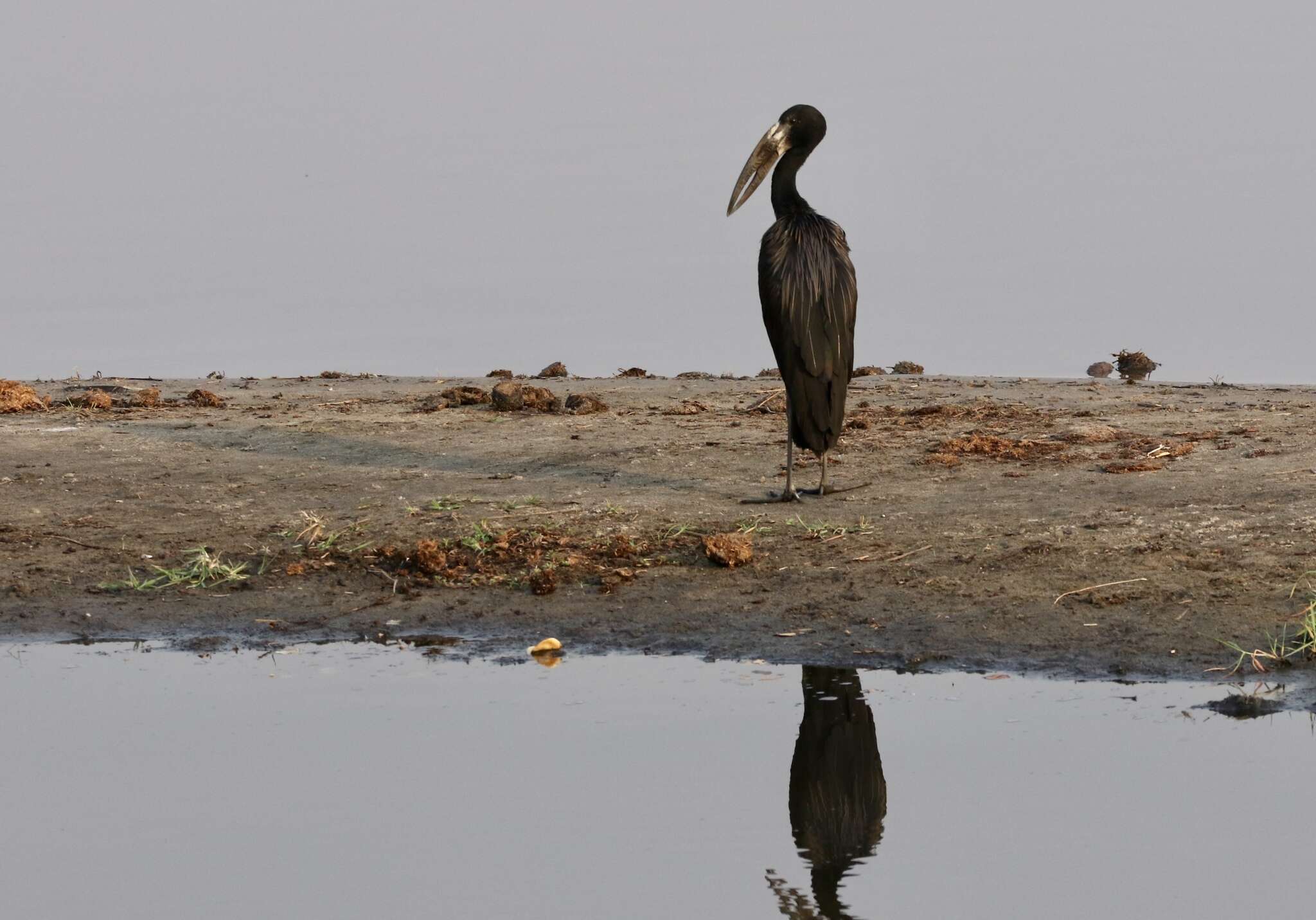 Image of Openbill stork