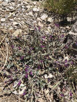 Image of Jaeger's beardtongue