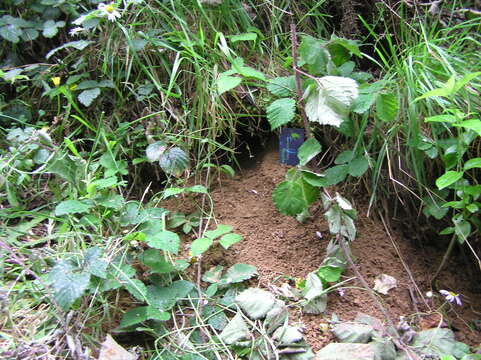 Image of Little Spotted Kiwi