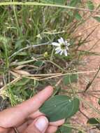 Image of Passiflora cuneata Willd.