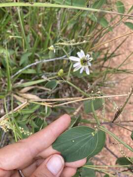 Passiflora cuneata Willd.的圖片