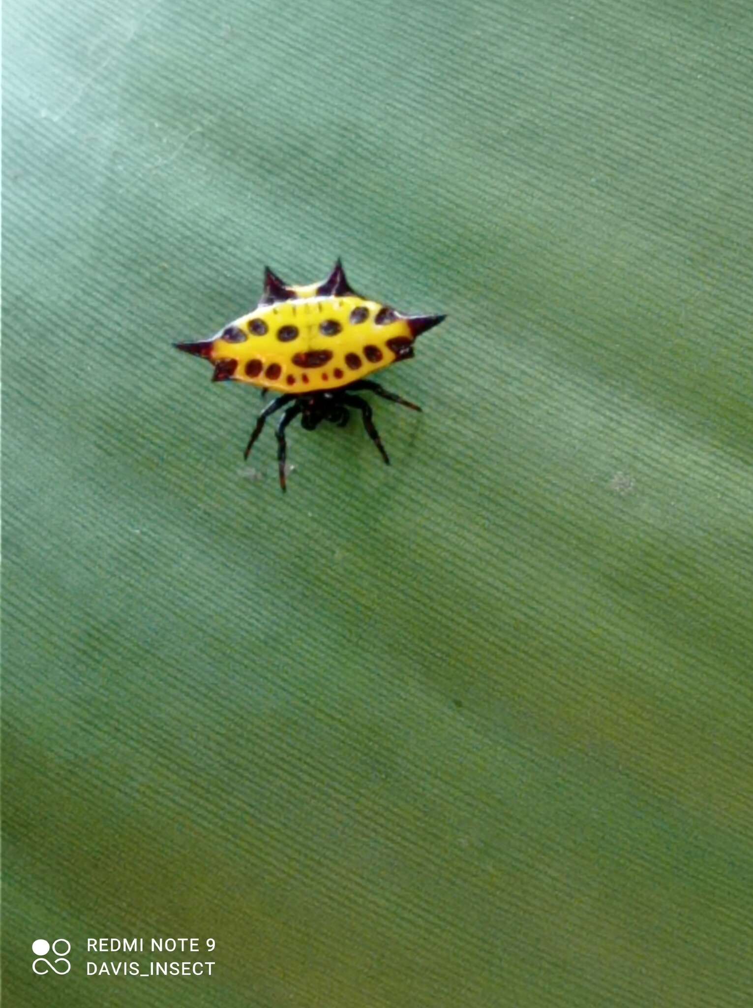 Image of Gasteracantha taeniata (Walckenaer 1841)