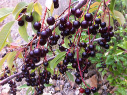 Imagem de Prunus virginiana var. melanocarpa (A. Nels.) Taylor & Mac Bryde