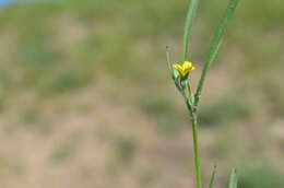 Image de Koelpinia linearis Pall.