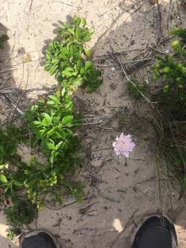 صورة Scabiosa incisa Mill.