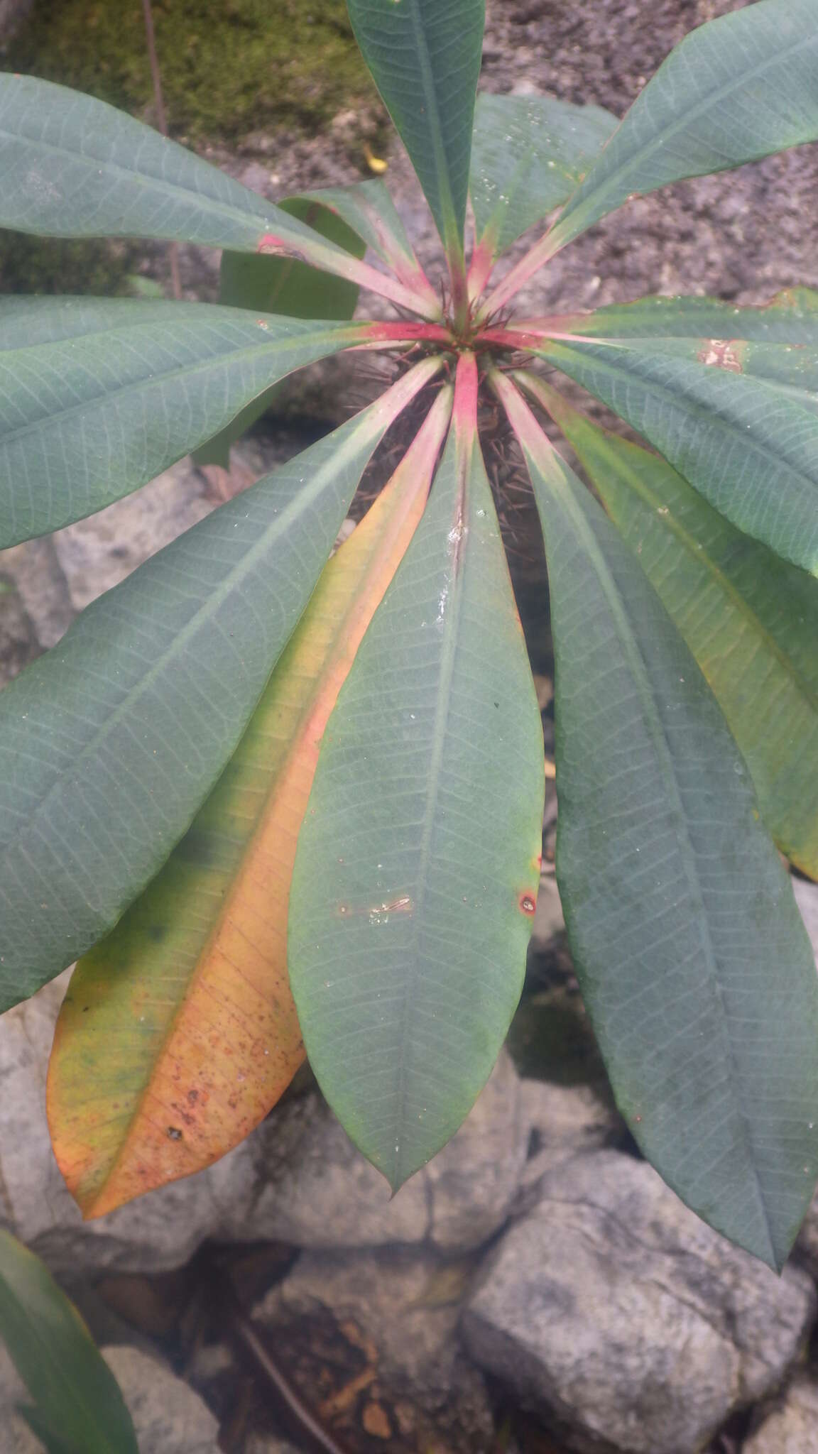 Imagem de Euphorbia pachypodioides Boiteau