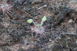 Image of Drosera dilatatopetiolaris Kondo