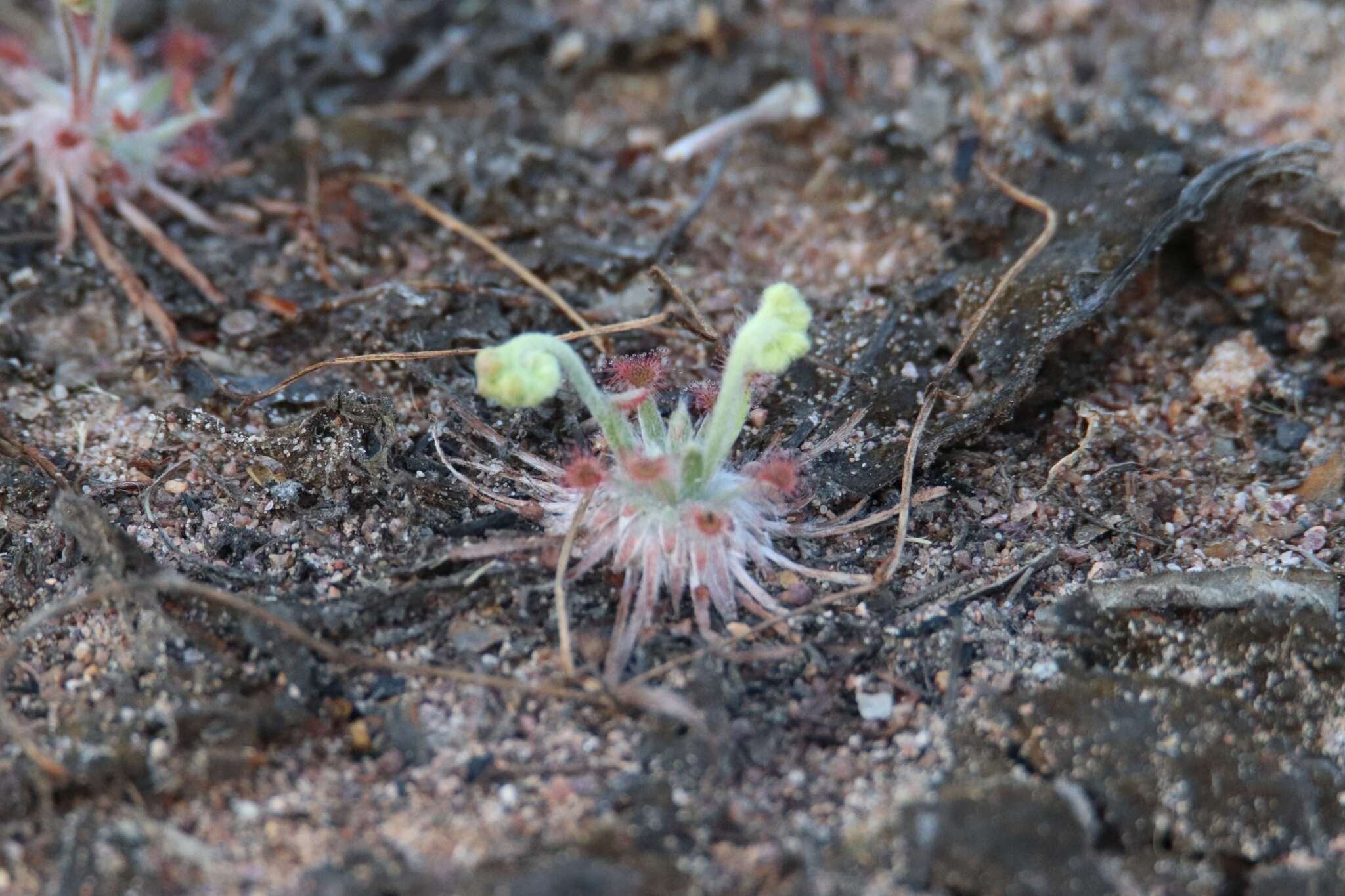 Image of Drosera dilatatopetiolaris Kondo