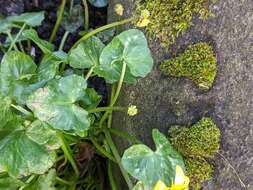 Image of Ficaria verna subsp. fertilis (Laegaard) Stace