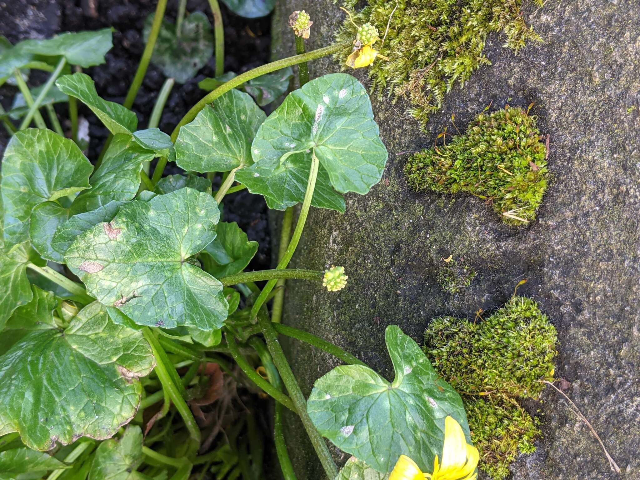 Image of Ficaria verna subsp. fertilis (Laegaard) Stace