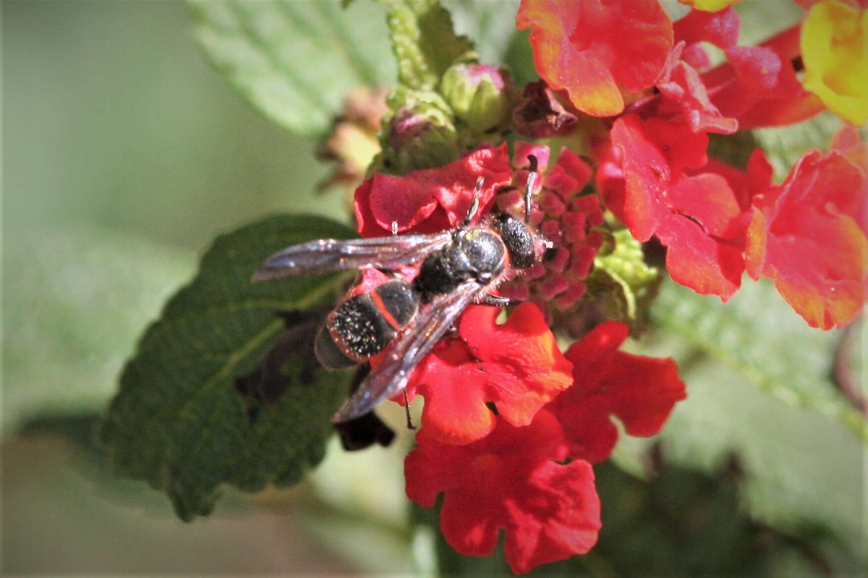 Image of Ancistrocerus madaera (de Saussure 1853)