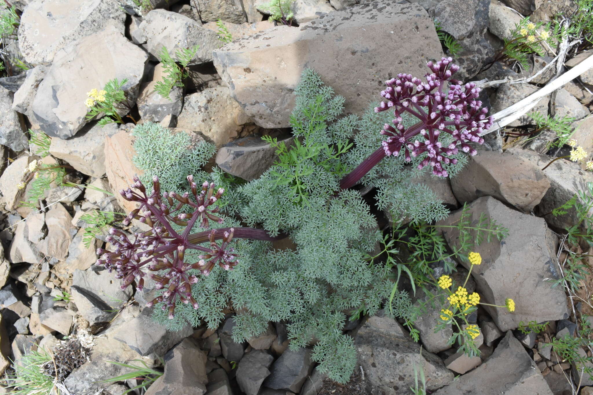 Lomatium minus (Rose ex Howell) Mathias & Constance resmi