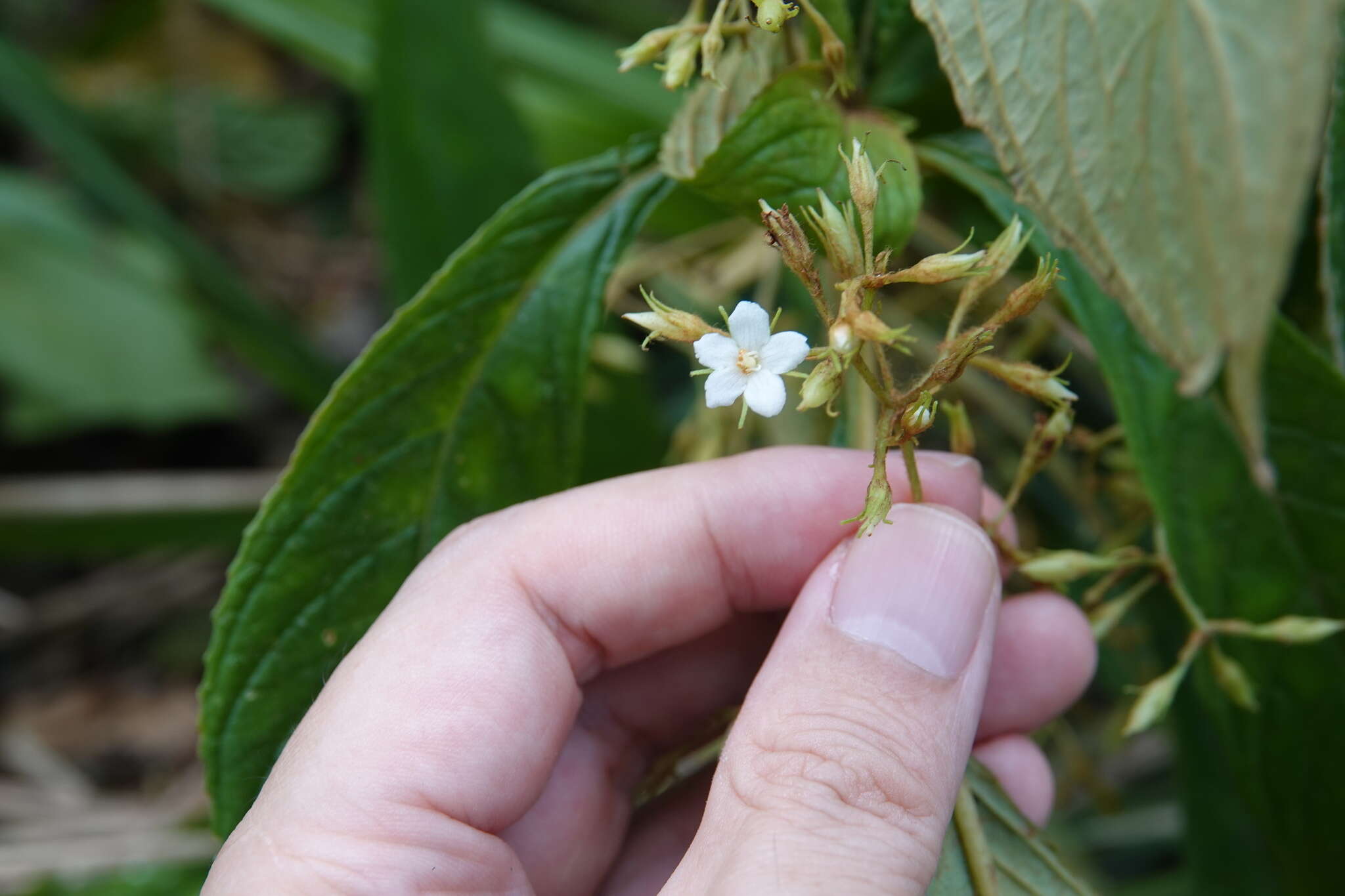 Image of Rhynchotechum discolor (Maxim.) B. L. Burtt