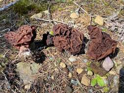 Gyromitra venenata Hai J. Li, Z. H. Chen & Zhu L. Yang resmi