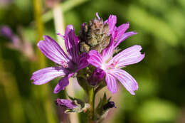 Image of birdfoot checkerbloom