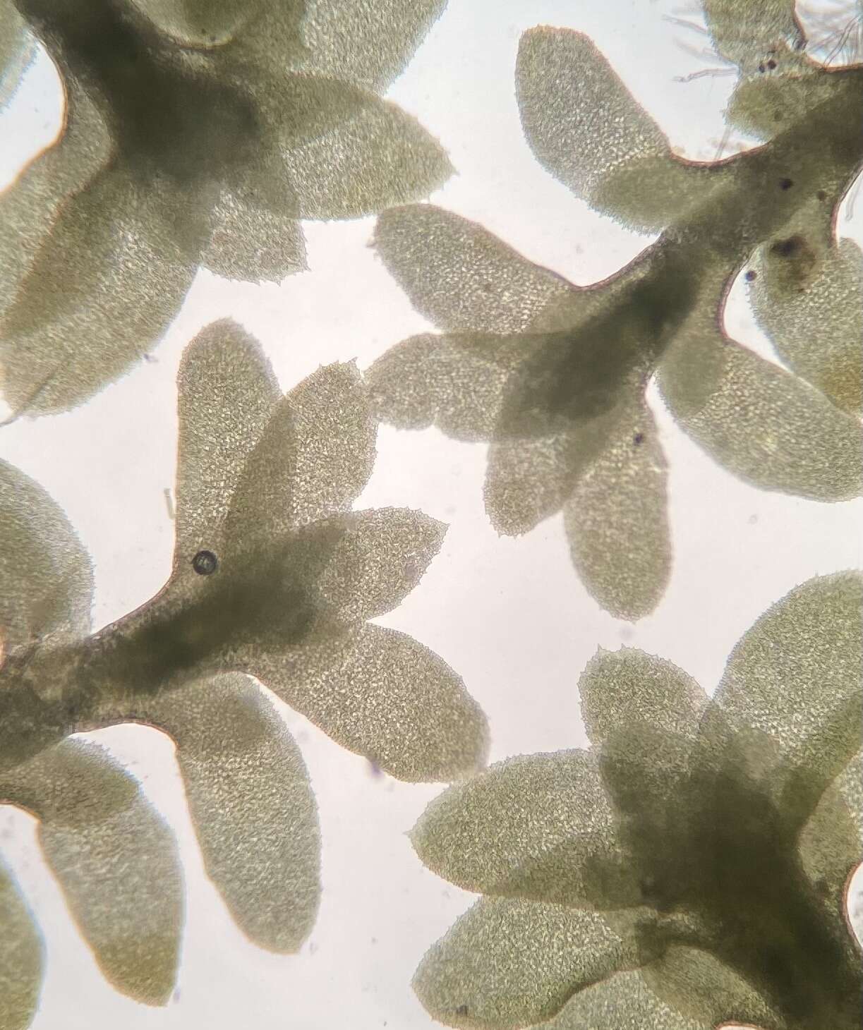 Image of Diplophyllum taxifolium (Wahlenb.) Dumort.