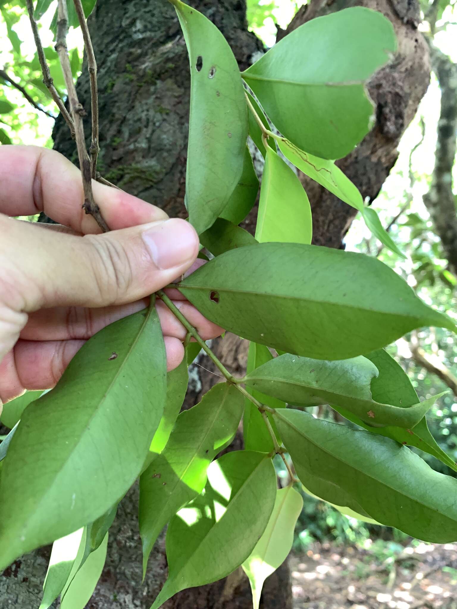 Syzygium acuminatissimum (Bl.) DC. resmi