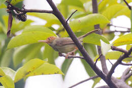 Image of Olive-backed Tailorbird