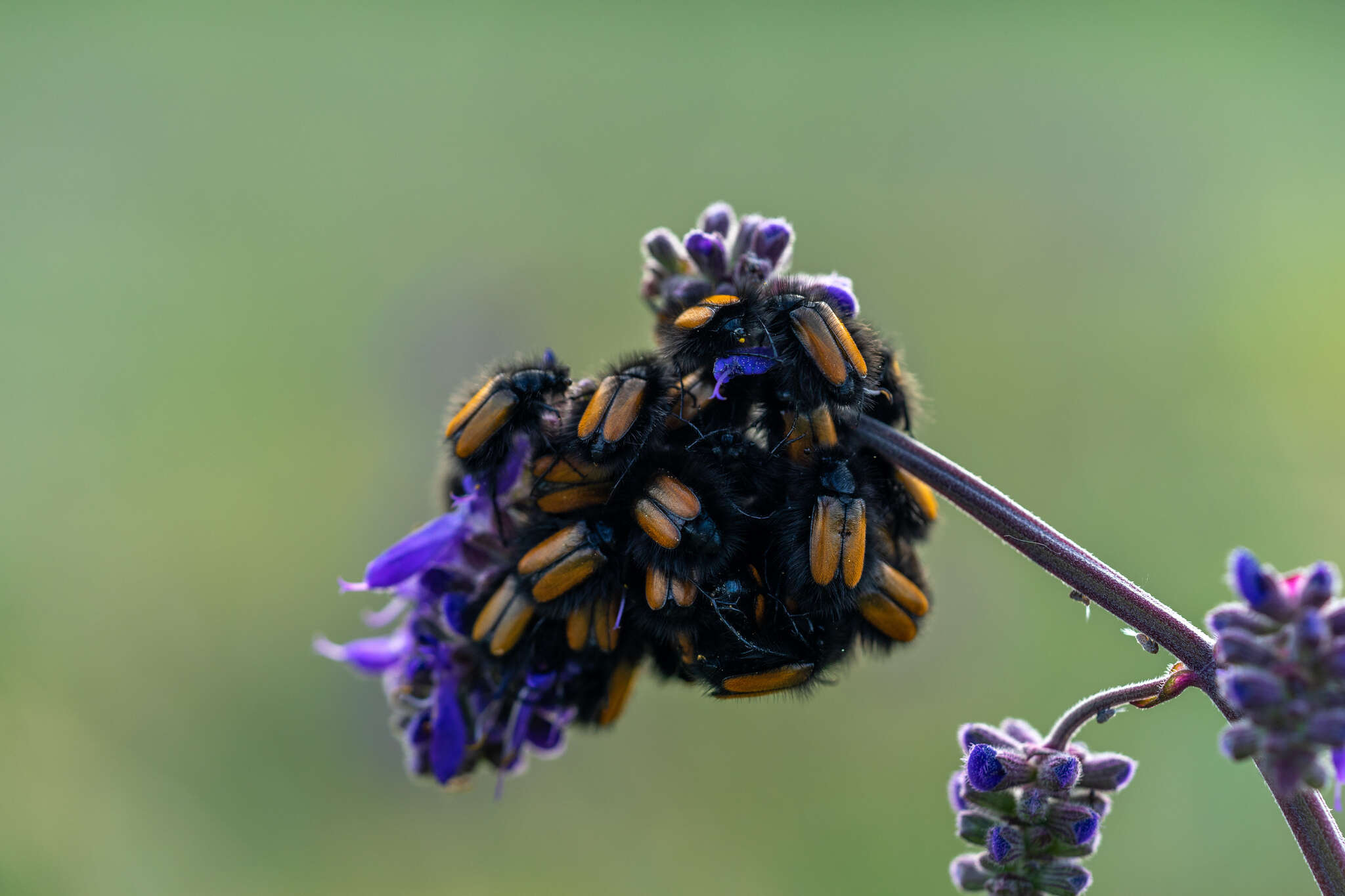 صورة Eulasia (Eulasia) bombyliformis (Pallas 1781)