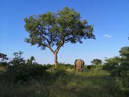 Image of marula