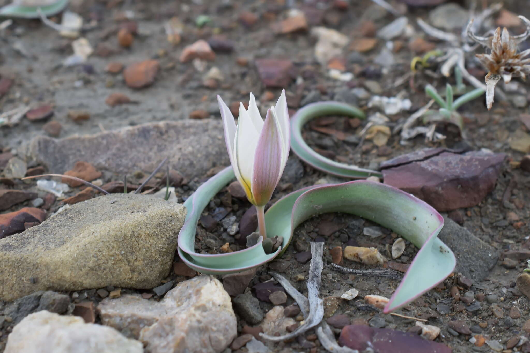 Image de Tulipa biflora Pall.