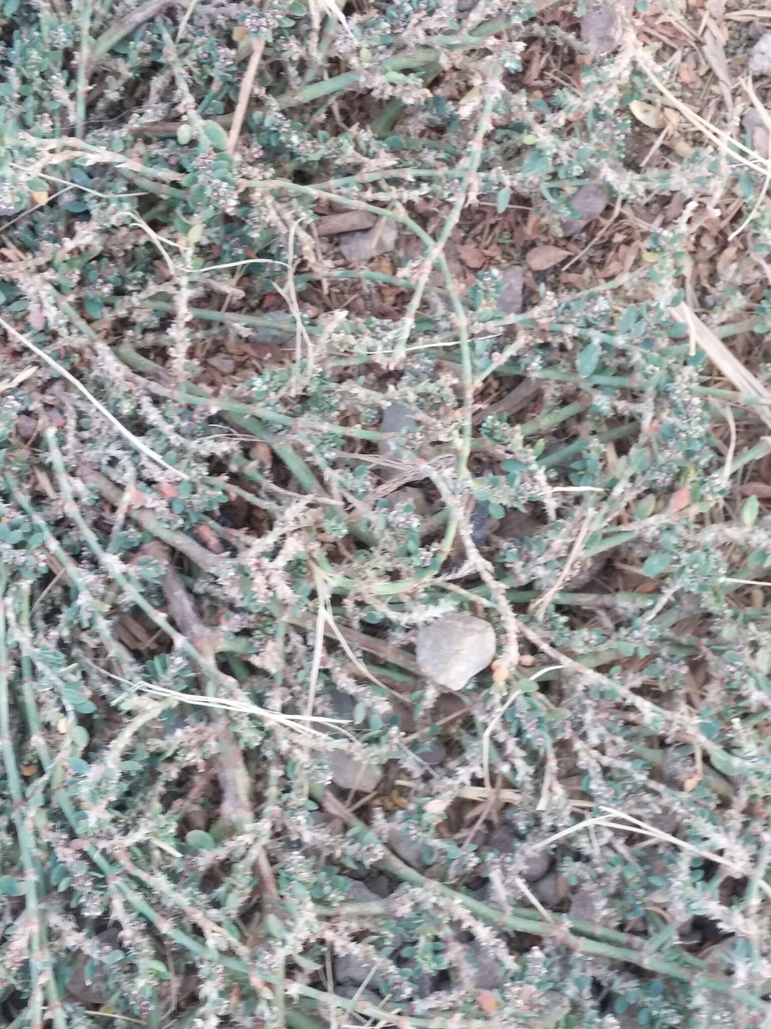 Image of knotgrass