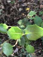 Image of Native holly