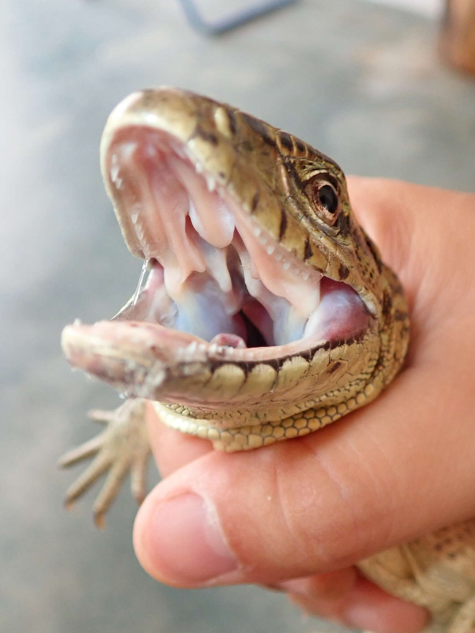 Image of Tupinambis quadrilineatus Manzani & Abe 1997