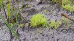 Image of Wahlenberg's pohlia moss