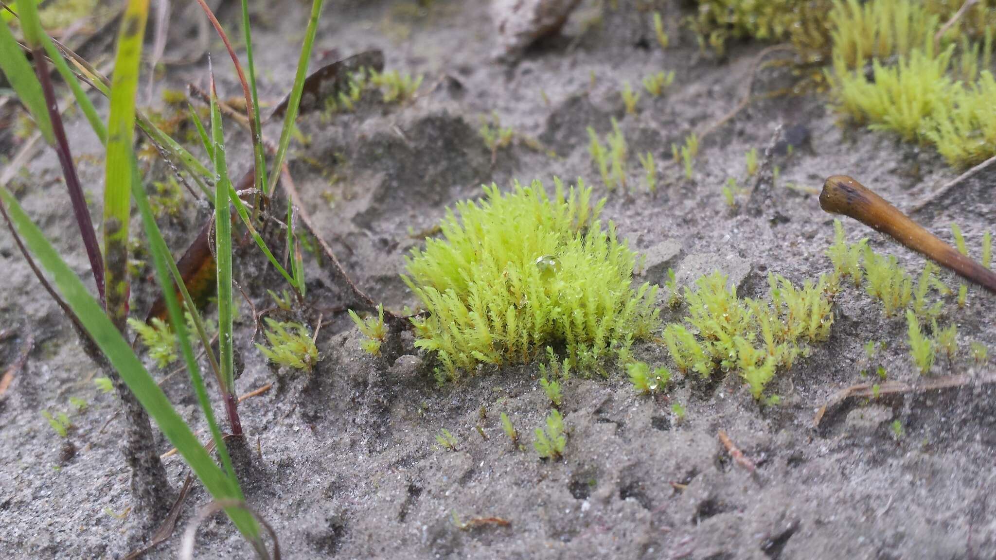 Image of Wahlenberg's pohlia moss