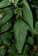 Image of Phyllanthus assamicus Müll. Arg.