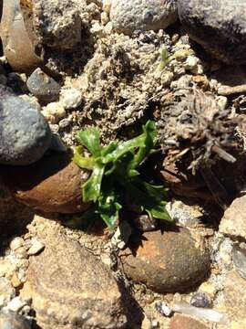 Imagem de Eryngium vesiculosum Labill.