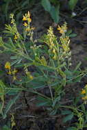 Imagem de Crotalaria medicaginea Lam.