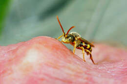 Image of Nomada imbricata Smith 1854