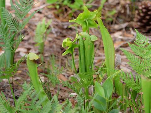 Image of Hooded Pitcherplant