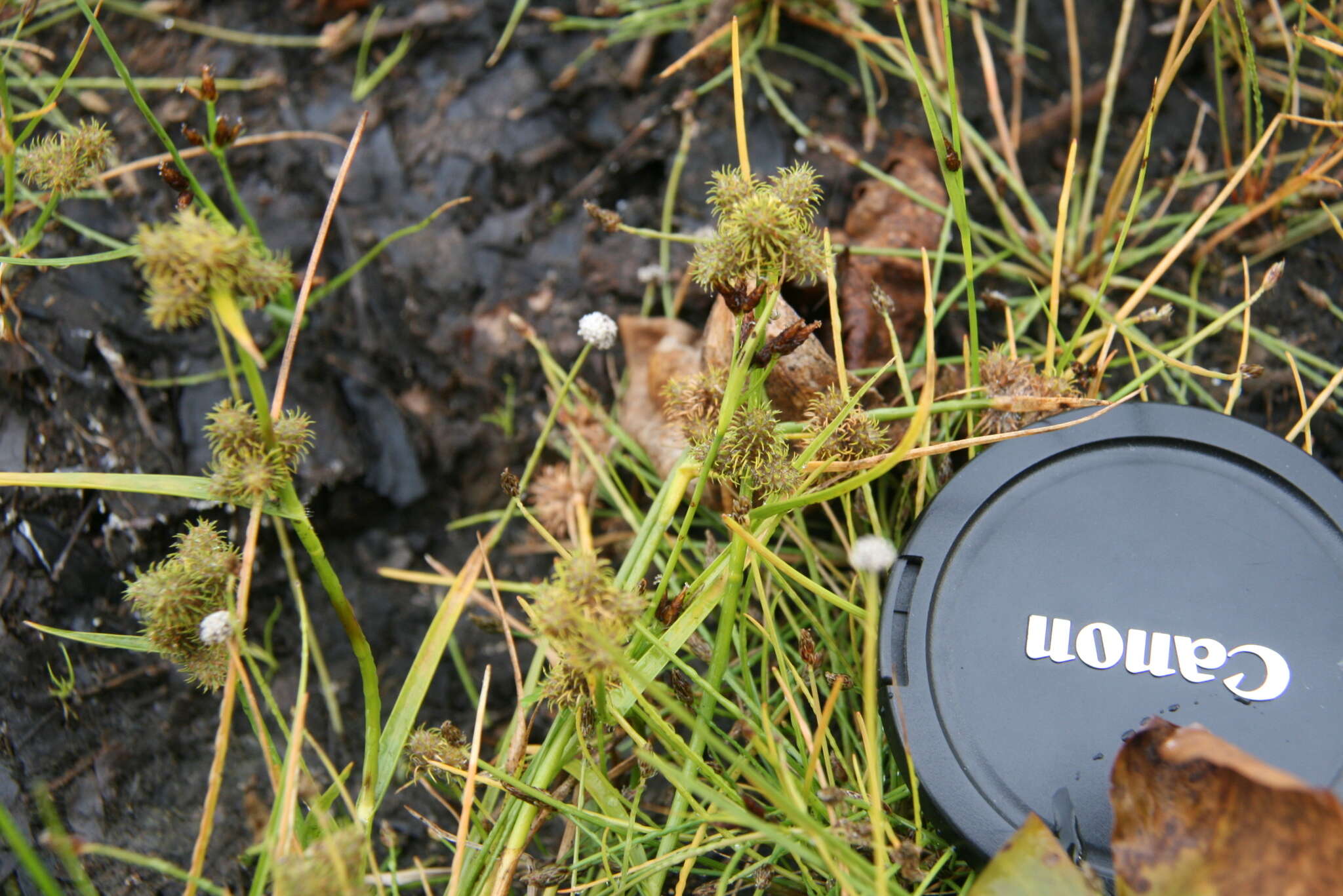 Image of Dwarf Umbrella Sedge