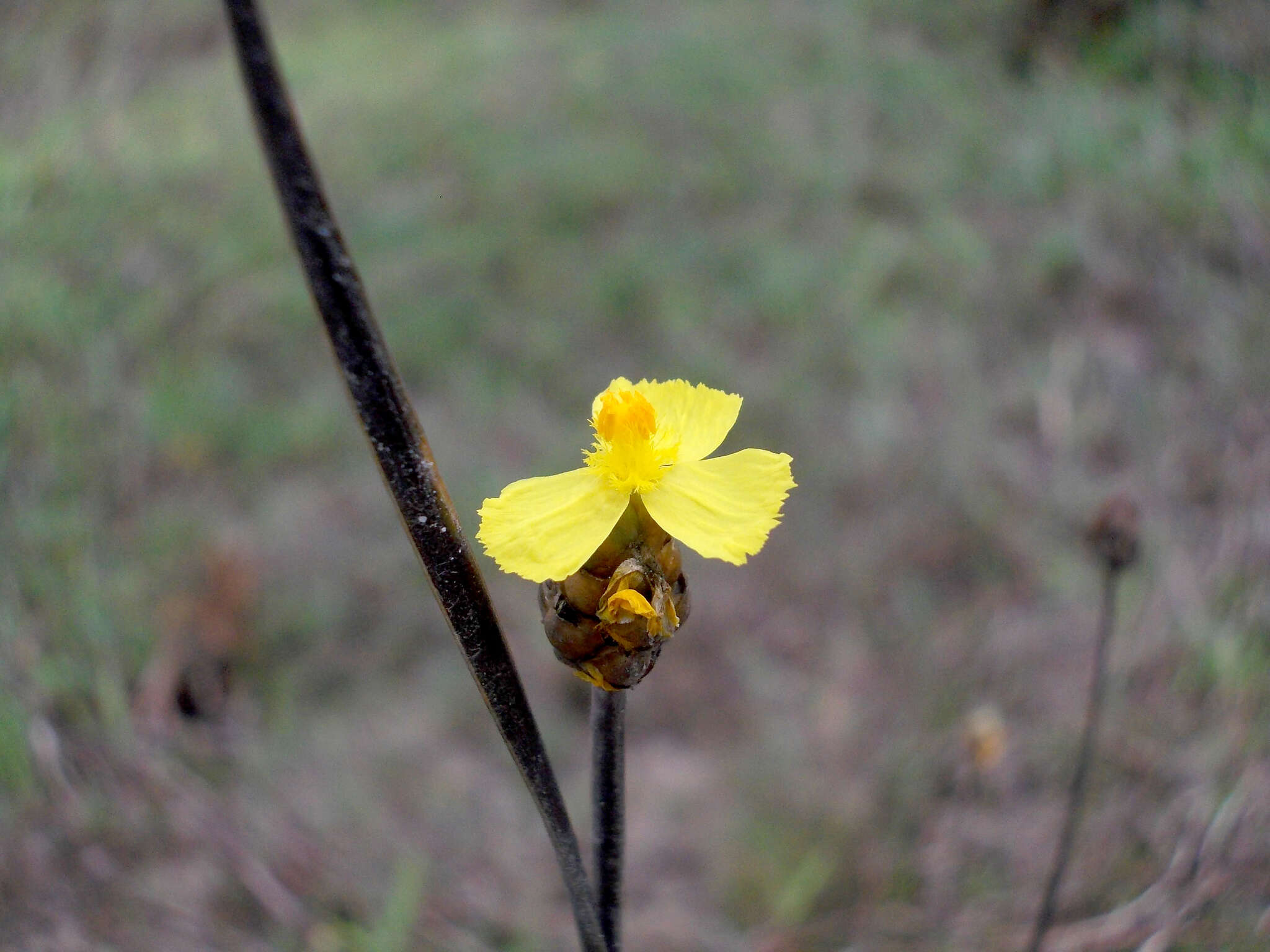 Image of Xyris indica L.